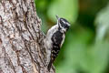 Downy Woodpecker Dryobates pubescens turati