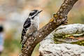 Downy Woodpecker Dryobates pubescens turati