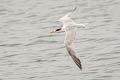 Elegant Tern Thalasseus elegans