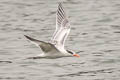 Elegant Tern Thalasseus elegans