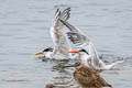 Elegant Tern Thalasseus elegans