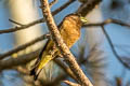 Evening Grosbeak Hesperiphona vespertina montana