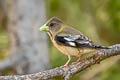 Evening Grosbeak Hesperiphona vespertina montana