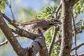Five-striped Sparrow Amphispiza quinquestriata septentrionalis
