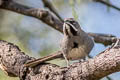 Five-striped Sparrow Amphispiza quinquestriata septentrionalis