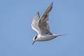 Forster's Tern Sterna forsteri