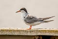 Forster's Tern Sterna forsteri