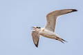 Forster's Tern Sterna forsteri