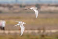 Forster's Tern Sterna forsteri