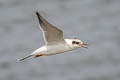 Forster's Tern Sterna forsteri