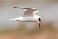 Forster's Tern Sterna forsteri