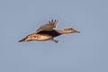 Gadwall Mareca strepera strepera