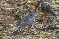 Gambel's Quail Callipepla gambelii gambelii