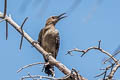 Gila Woodpecker Melanerpes uropygialis uropygialis