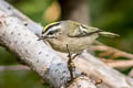 Golden-crowned Kinglet Regulus satrapa apache 