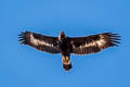 Golden Eagle Aquila chrysaetos