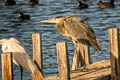 Great Blue Heron Ardea herodias wardi