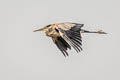 Great Blue Heron Ardea herodias wardi