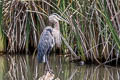 Great Blue Heron Ardea herodias wardi