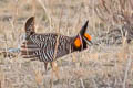 Greater Prairie Chicken Tympanuchus cupido pinnatus