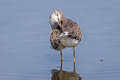 Greater Yellowlegs Tringa melanoleuca