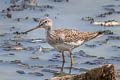 Greater Yellowlegs Tringa melanoleuca