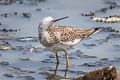 Greater Yellowlegs Tringa melanoleuca