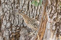 Greater Roadrunner Geococcyx californianus