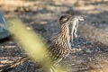 Greater Roadrunner Geococcyx californianus