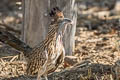 Greater Roadrunner Geococcyx californianus