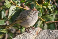 Green-tailed Towhee Pipilo chlorurus