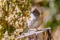 Green-tailed Towhee Pipilo chlorurus