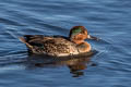 Green-winged Teal Anas carolinensis