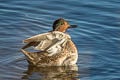 Green-winged Teal Anas carolinensis