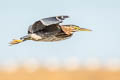 Green Heron Butorides virescens anthonyi 