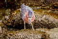 Green Heron Butorides virescens anthonyi 