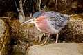 Green Heron Butorides virescens anthonyi 