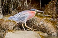 Green Heron Butorides virescens anthonyi 