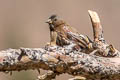 Grey-crowned Rosy Finch Leucosticte tephrocotis dawsoni