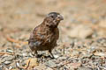 Grey-crowned Rosy Finch Leucosticte tephrocotis dawsoni