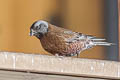 Grey-crowned Rosy Finch Leucosticte tephrocotis littoralis 