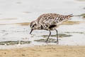 Grey Plover Pluvialis squatarola cynosurae (Black-bellied Plover)