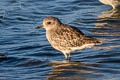 Grey Plover Pluvialis squatarola cynosurae (Black-bellied Plover)