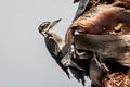 Hairy Woodpecker Leuconotopicus villosus hyloscopus