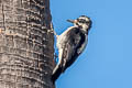 Hairy Woodpecker Leuconotopicus villosus hyloscopus