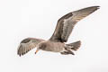 Heermann's Gull Larus heermanni