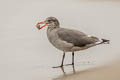 Heermann's Gull Larus heermanni