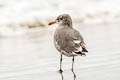 Heermann's Gull Larus heermanni