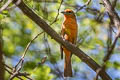 Hepatic Tanager Piranga hepatica hepatica