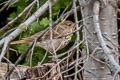 Hermit Thrush Catharus guttatus sequoiensis